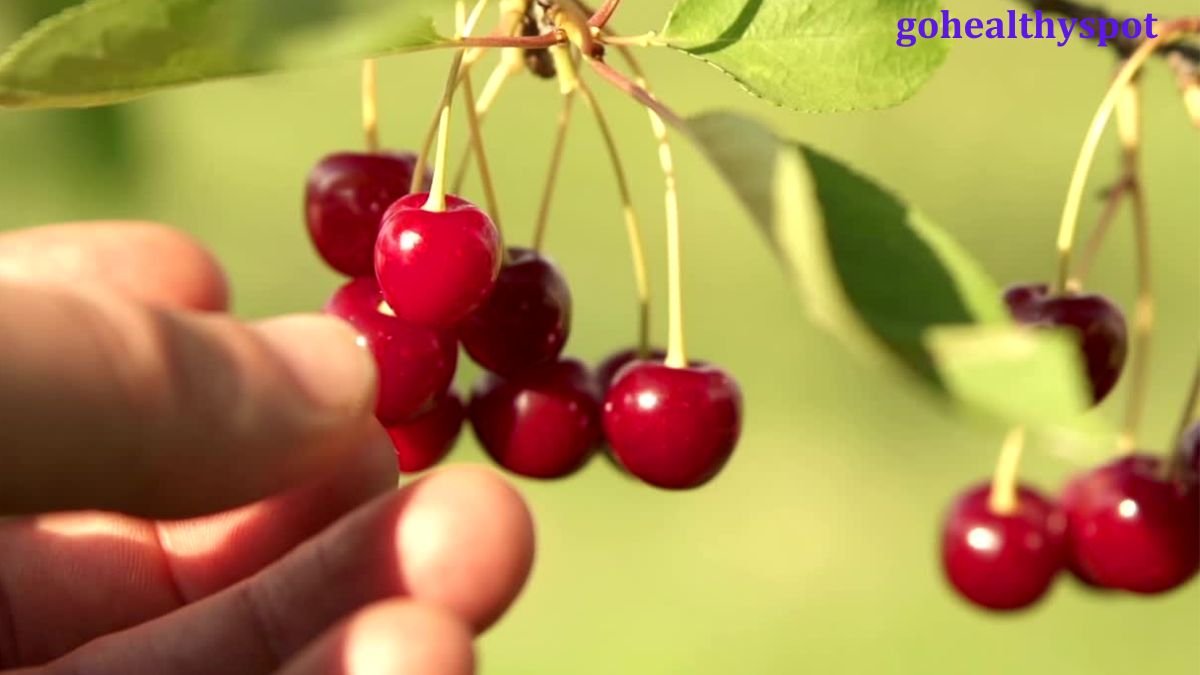 Cherry Benefits