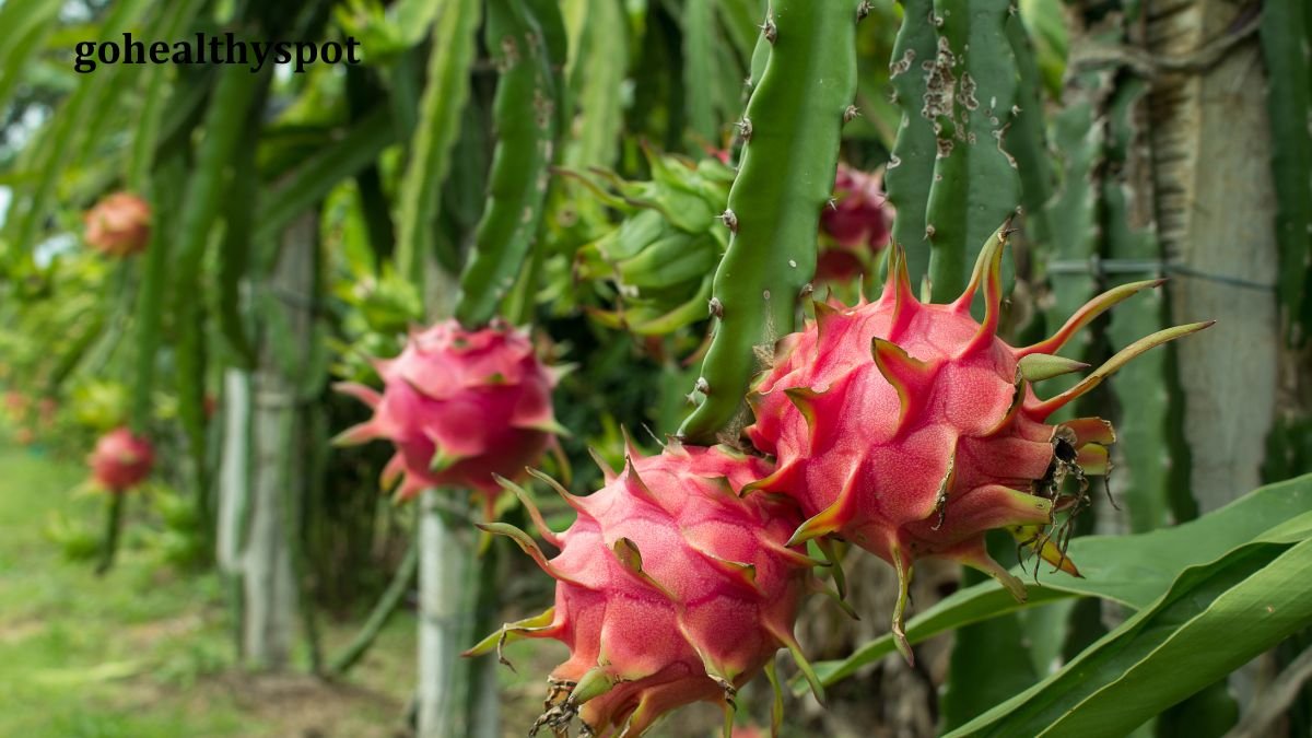 Dragon Fruit Benefits