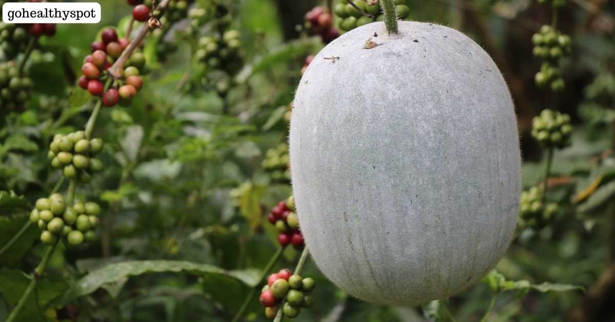 Ash Gourd Benefits