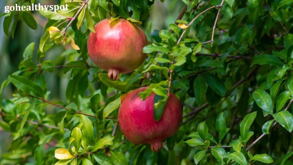 Pomegranate  Benefits