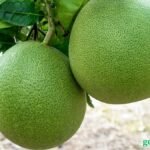 Pomelo Benefits