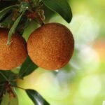 Sapota Fruit Benefits