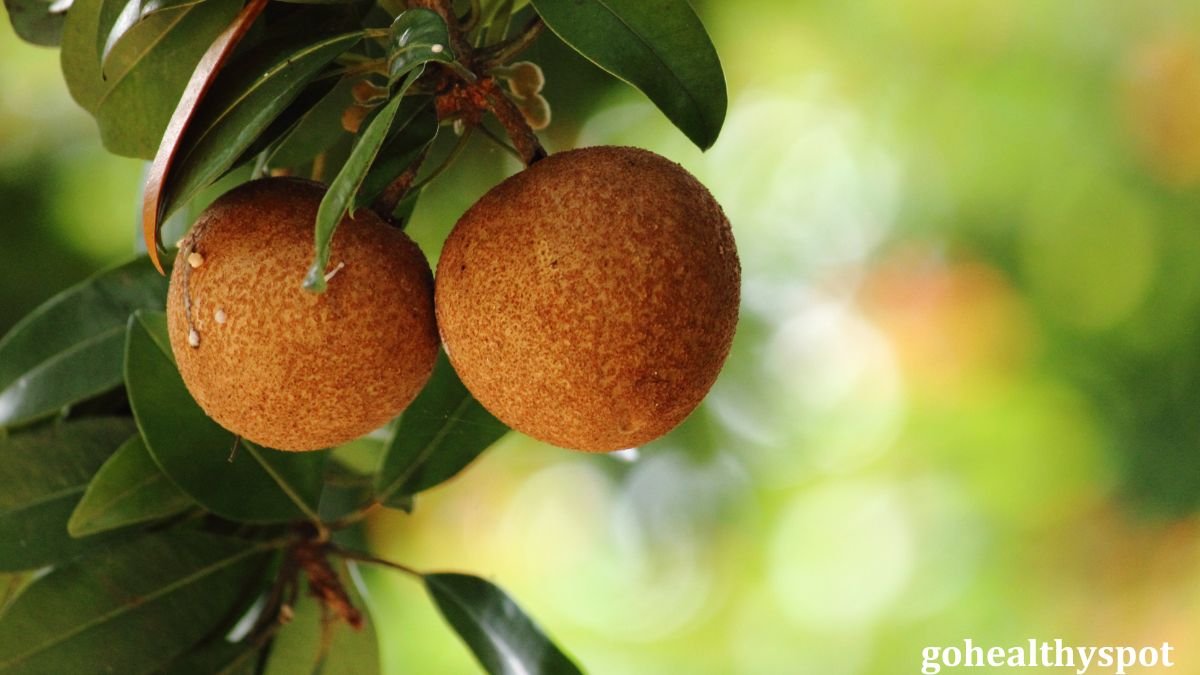 Sapota Fruit Benefits