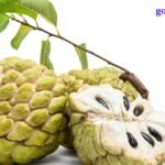 Custard Apple Benefits