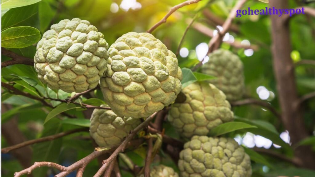 Custard Apple Benefits